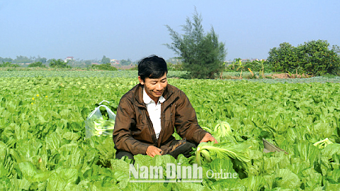 Thu hoạch rau màu vụ đông ở ruộng gia đình anh Vũ Văn Thỏa tại vùng đồng màu Nghĩa Phong (Nghĩa Hưng).