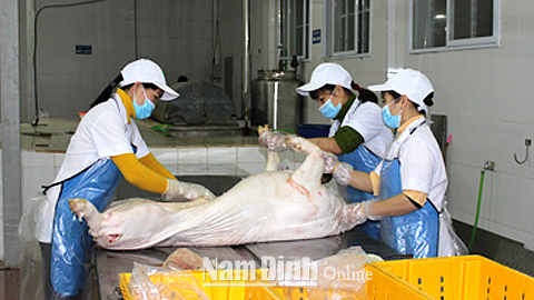 Chế biến thịt lợn tại Cty TNHH một thành viên Chế biến thực phẩm xuất khẩu Nghĩa Thành (TP Nam Định).