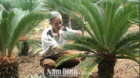 Ông Nguyễn Mạnh Hà ở xóm 1, xã Hải Cường chăm sóc vườn cây vạn tuế của gia đình.