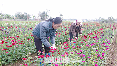 Nông dân xóm Mỹ Tiến I, xã Nam Phong (TP Nam Định) chăm sóc hoa cúc Nhật.