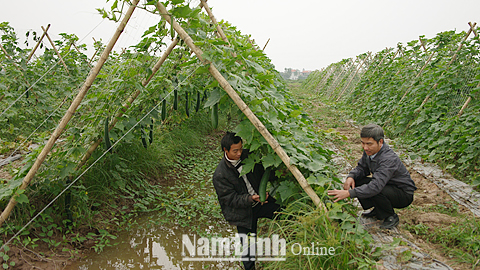 Nông dân xã Xuân Phương (Xuân Trường) chăm sóc cây vụ đông.