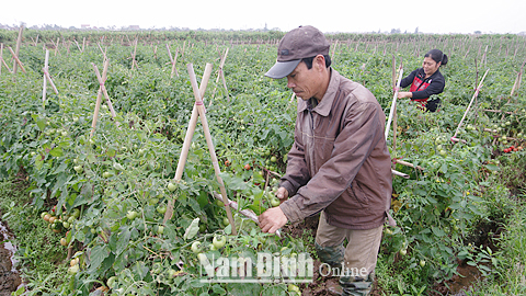 Vụ đông 2017, ông Trần Quang Phiệt, xóm Hậu Điền, xã Nghĩa Thành thu hoạch cà chua đạt 1,5 tấn/sào.