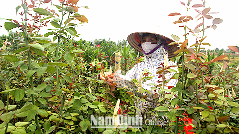 Gia đình chị Trần Thị Hoa, xóm Mỹ Tiến 2, xã Nam Phong (TP Nam Định) trồng 5 sào hoa hồng, cho thu nhập hàng chục triệu đồng mỗi năm.