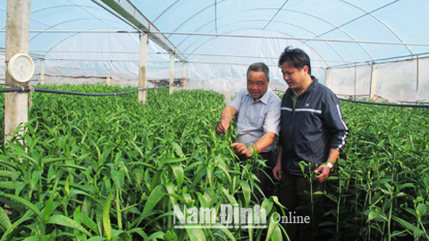 Trồng hoa ly trong môi trường kiểm soát nhiệt tại xã Xuân Ninh (Xuân Trường).