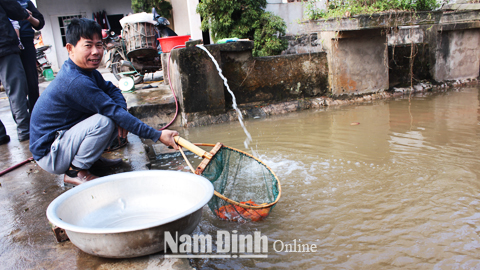 Thu hoạch cá tại hộ gia đình ông Đồng Văn Điền, xóm 7, xã Nghĩa Châu.