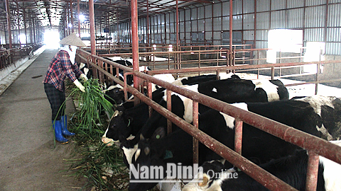 Mô hình chăn nuôi bò xuất khẩu của Cty TNHH Hoàng Diệu tại xã Xuân Thành.