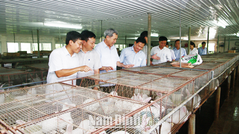 Tham quan mô hình chăn nuôi thỏ của hộ anh Nguyễn Trọng Bằng, HTX DV chăn nuôi Sơn Nam, xã Hải Trung (Hải Hậu).