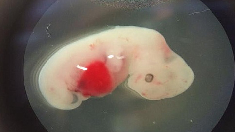  Phôi thai lợn tiêm tế bào gốc người ở 4 tuần tuổi. Ảnh: National Geographic.