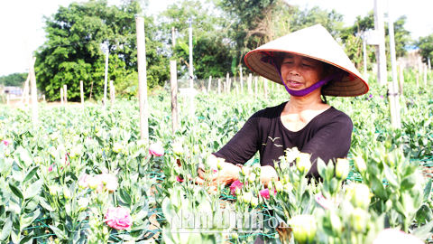 Bà Phan Thị Lý, xóm Thượng Trang, xã Mỹ Tân (Mỹ Lộc) chăm sóc hoa Cát Tường.  Bài và ảnh: Hoa Xuân