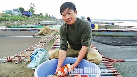 Anh Phan Văn Sơn giới thiệu cá Koi thuần chủng tại trang trại nuôi ở xóm Thượng Trang, xã Mỹ Tân (Mỹ Lộc).