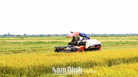 Thu hoạch lúa trên cánh đồng lớn xã Việt Hùng (Trực Ninh).