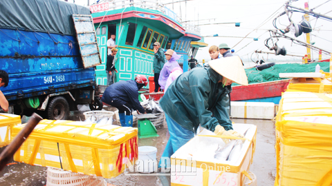 Ngư dân khai thác thủy, hải sản xa bờ về cảng cá Ninh Cơ, Thị trấn Thịnh Long (Hải Hậu).
