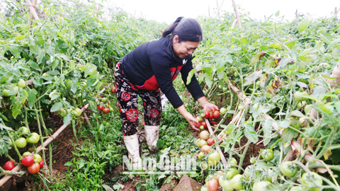 Nông dân xã Nghĩa Thành (Nghĩa Hưng) chăm sóc cà chua vụ đông.