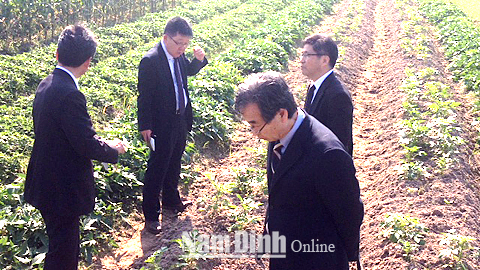 Các chuyên gia Nhật Bản kiểm tra đồng ruộng tại Cty TNHH Cường Tân, xã Trực Hùng (Trực Ninh). Ảnh: Do Sở NN và PTNT cung cấp