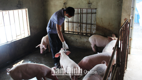 Tiêm phòng vắc-xin dịch tả cho đàn lợn tại Thị trấn Cổ Lễ (Trực Ninh).