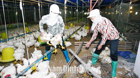 Mô hình nuôi gà Ai Cập của gia đình ông Triệu Văn Tấn, thôn Triệu, xã Hiển Khánh cho thu nhập cao.