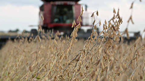 Thu hoạch đậu tương ở Illinois, Mỹ. Đậu tương là mặt hàng bị Trung Quốc áp thuế nhập khẩu cao. Ảnh: Bloomberg