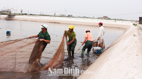 Người dân xã Bạch Long (Giao Thủy) thu hoạch cá kèo.