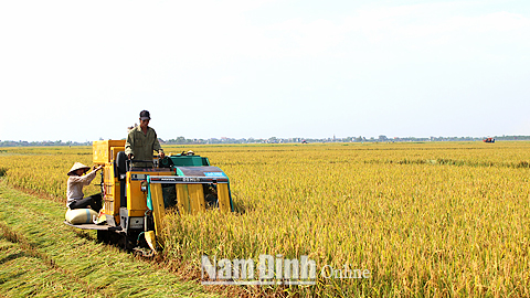 Thu hoạch lúa tại cánh đồng mẫu lớn xã Nghĩa Minh, huyện Nghĩa Hưng 