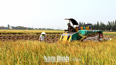 Cơ giới hóa khâu thu hoạch lúa khắc phục tình trạng thiếu hụt lao động trong sản xuất nông nghiệp tại xã Giao Tiến (Giao Thủy).