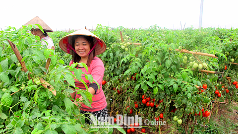 Trồng cà chua tại Thị trấn Quỹ Nhất (Nghĩa Hưng).