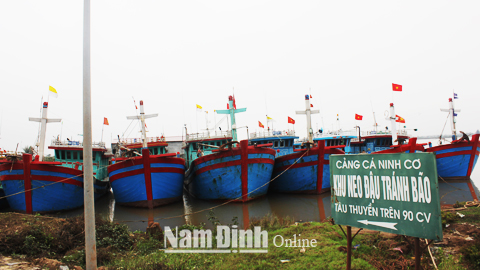 Khu neo đậu tránh, trú bão cho tàu thuyền trên 90CV tại cảng cá Ninh Cơ, Thị trấn Thịnh Long (Hải Hậu).