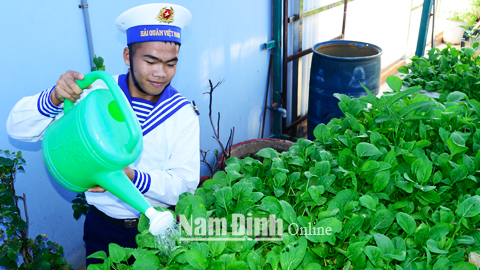 .Chiến sĩ Hải quân chăm sóc rau xanh trên đảo Tiên Nữ.