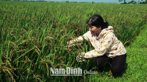 Bà Trần Thị Lan thành viên của HTX CCB Vạn Xuân Trường, xã Hiển Khánh (Vụ Bản) kiểm tra lúa giống của gia đình.
