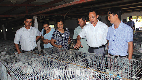 Tham quan mô hình nuôi thỏ sinh sản an toàn sinh học phương thức công nghiệp theo chuỗi tại xã Hợp Hưng (Vụ Bản).