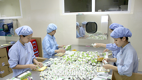Đóng gói sản phẩm tại Cty CP Dược phẩm Nam Hà (TP Nam Định).