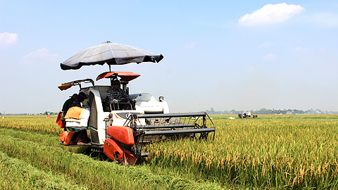 Thu hoạch lúa xuân trên cánh đồng xã Cộng Hòa (Vụ Bản).