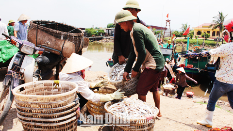 Hoạt động thu mua hải sản tại bến cá Quần Vinh, xã Nghĩa Thắng (Nghĩa Hưng).  Bài và ảnh: Thanh Hoa