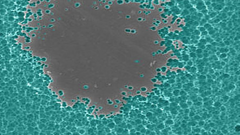 Hình ảnh enzyme "ăn" nhựa PET trên kính hiển vi điện tử.