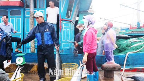 Thu mua hải sản tại cảng cá Ninh Cơ, Thị trấn Thịnh Long (Hải Hậu).  Bài và ảnh: Thanh Hoa