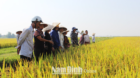 Tham quan mô hình thâm canh lúa cải tiến SRI tại xã Đồng Sơn (Nam Trực).