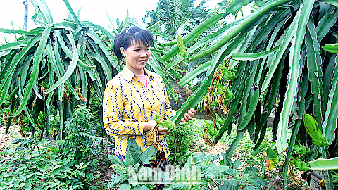Chị Nguyễn Thị Khuyên, xóm 4, xã Hải Đường chăm sóc vườn thanh long của gia đình.