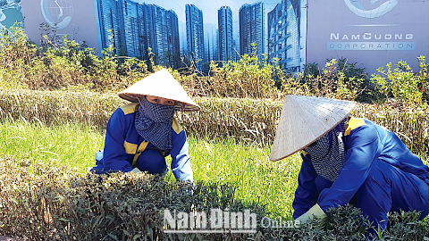 Công nhân Cty CP Công trình đô thị Nam Định cắt tỉa bồn hoa dọc đường Trần Hưng Đạo kéo dài (TP Nam Định) giữa trưa hè.