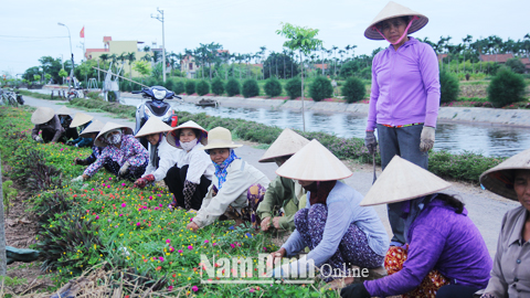 Cán bộ, hội viên phụ nữ xã Hải Châu chăm sóc các tuyến đường hoa.
