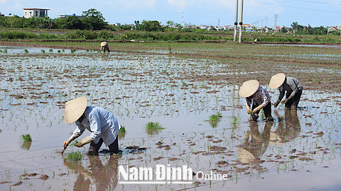 Nông dân xã Hoành Sơn (Giao Thủy) xuống đồng cấy lúa mùa.