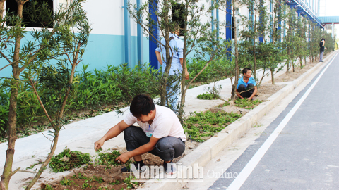 Cty CP Dệt Bảo Minh, KCN Bảo Minh (Vụ Bản) trồng cây xanh trong khuôn viên, tạo cảnh quan môi trường xanh, sạch, đẹp.
