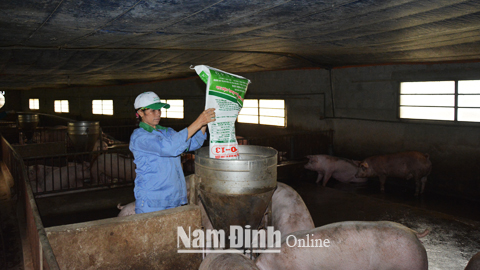 Hộ nuôi lợn xã Yên Lợi (Ý Yên) sử dụng thiết bị cho ăn bán tự động.