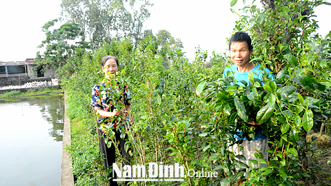 Được Ngân hàng CSXH cho vay 50 triệu đồng, gia đình bác Trần Văn Minh, ở thôn Bái, xã Trung Thành (Vụ Bản) đầu tư phát triển kinh tế theo mô hình gia trại mang lại thu nhập ổn định cho gia đình.