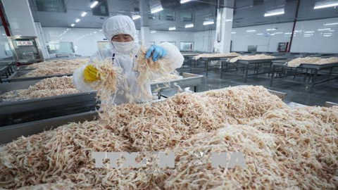Chế biến hải sản xuất khẩu tại nhà máy ở Liên Vân Cảng, tỉnh Giang Tô, Trung Quốc. Ảnh: AFP/TTXVN