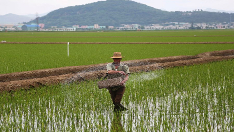 Một nông dân rải phân bón trên một cánh đồng lúa ở Sariwon, Triều Tiên ngày 13/6/2018. Ảnh: stripes.com