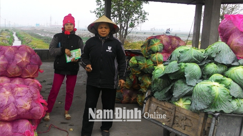 Lán tập kết rau màu vụ đông chuẩn bị xuất bán tại khu vực cánh đồng xã Yên Dương.  Bài và ảnh: Nguyễn Hương