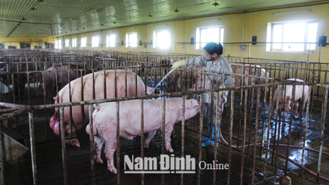 Cán bộ Trung tâm Giống gia súc, gia cầm tỉnh chăm sóc đàn lợn đực giống ông bà.  Bài và ảnh: Ngọc ánh