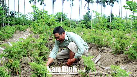 Ông Phạm Văn Quang, xóm 2, xã Trực Thắng chăm sóc, kiểm tra sâu bệnh trên vườn đinh lăng của gia đình.