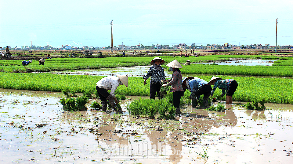 Nông dân xã Trực Tuấn (Trực Ninh) gieo cấy lúa mùa 2018.