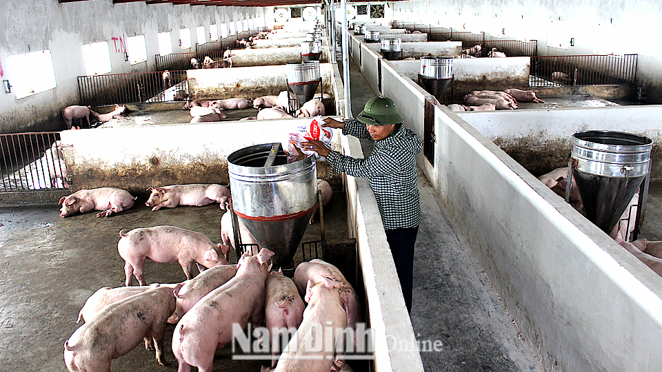 Trang trại của một hộ chăn nuôi lợn xã Hải Đông (Hải Hậu) được xây hầm bi-ô-ga giảm thiểu ô nhiễm môi trường.