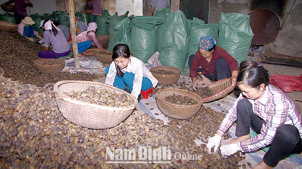 Làng nghề trồng và xuất khẩu các sản phẩm từ cau xã Hải Đường.